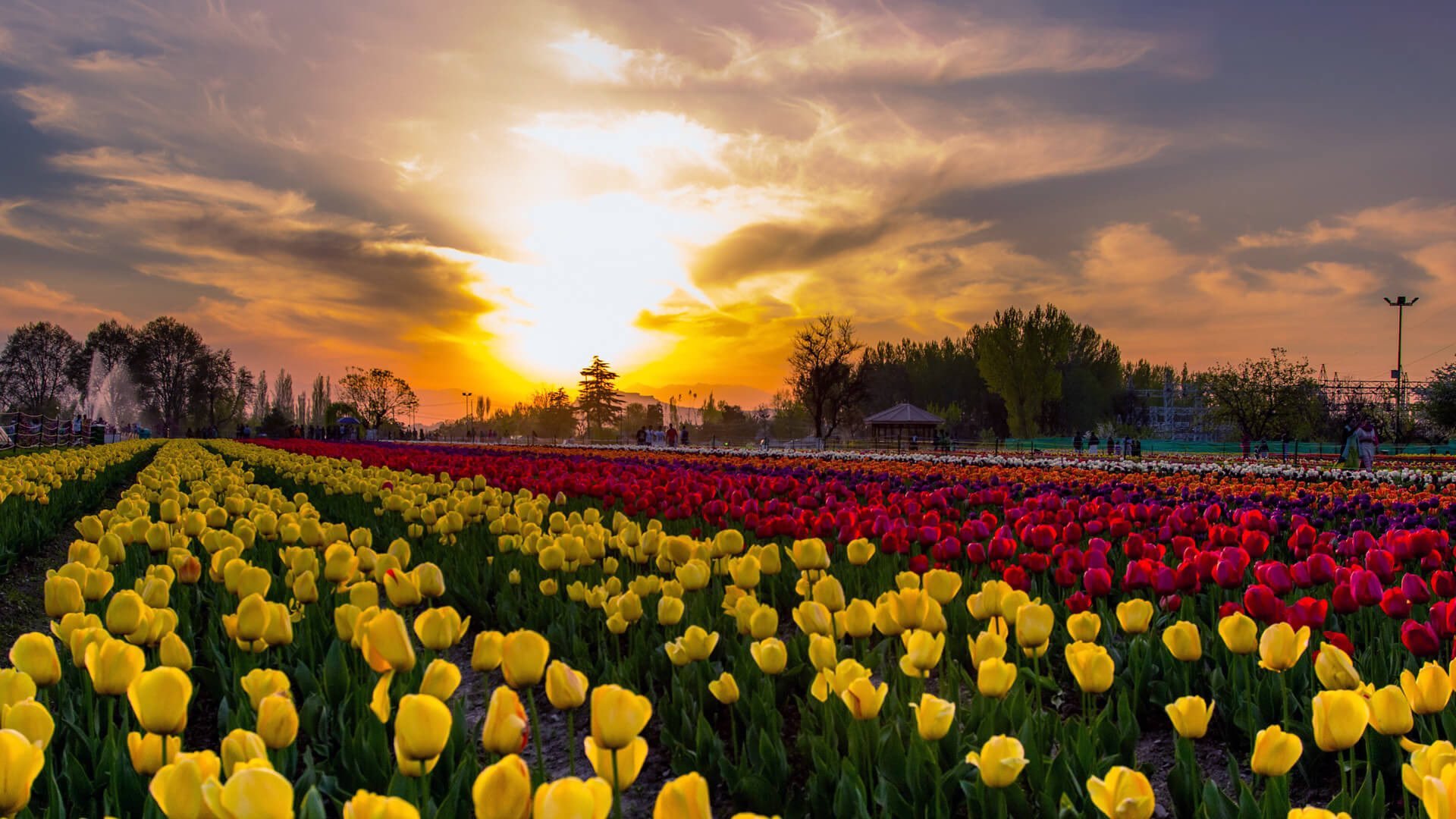 1233593983.tulip.jpg